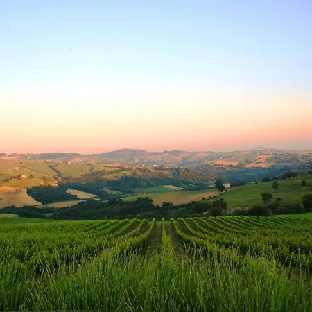 Le Vigne *